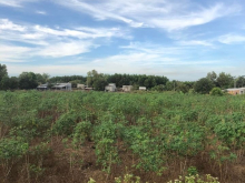 Chủ Ngộp cần bán gấp  . Dt : 7sao2  (7200m ) - sổ Hồng riêng  (đất cây hàng năm