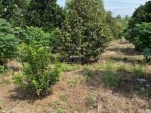 Chị chủ kẹt tiền cần bán gấp 6,1 sào ngay khu 7 thọ hoà, xuân thọ. Cách tỉnh lộ