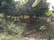 Bán đất Xuân Lập-Suối Phèn 1 sào, Giá 1ty5