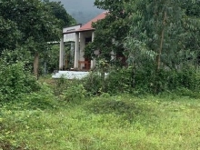 BÁN LÔ XUÂN THỌ  ,ĐẤT TRỒNG CÂY LÂU NĂM