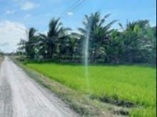 Đất nông nghiệp - Xã Tân Lân - Huyện Cần Đước 1495m2