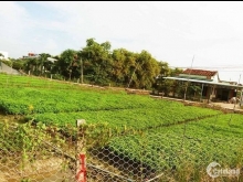 Đất vườn nghĩ dưỡng 1000 m2 ( 21x 48m) mỹ lộc, cần giuộc - Cần bán gấp