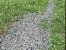 Cần bán gấp 4000m2 đất ruộng, giá: 230tr/1000m2.