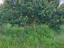 VƯỜN MÍT MẶT TIỀN LỘ 908 XÃ TÂN HƯNG Có 1000m CLN còn lại đất lúa