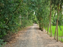 BÁN ĐẤT VƯỜN XOÀI + MÍT,  XÃ PHƯƠNG TRÀ, HUYỆN CAO LÃNH (GẦN NGÃ 3 VƯỜN ÔNG HUỀ)