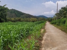 Chính chủ cần bán đất trông cây hằng năm với diện tích 3537m2 giá 7tr/m