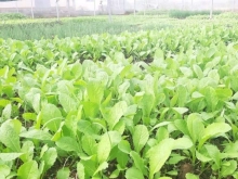 Cần ra nhanh lô đất đẹp đầu tư có diện tích 15x41x100tc tại xã Gia Viễn