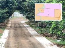 B161 - (20 tỷ) Chủ lớn tuổi muốn bán lại vườn trái cây thu nhập tiền tỷ