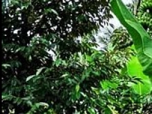 Đất vườn thổ cư Huyện Châu Thành 1532m²