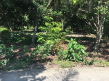 Ra gấp 1716m2 (24x58)chôm chôm, lộ 3m, Châu Thành