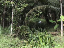 đất Xã Thành Triệu : Diện tích 2848,6 mét vuông