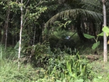 đất Xã Thành Triệu : Diện tích 2848,6 mét vuông