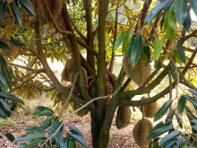 160tr/sào  DT:   1,7héc Thế đất bằng và triền cách Chợ Đateh: 5km