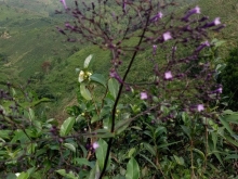 góc bán đất Thuộc xã Quốc Oai. ĐạTẻh .Lâm Đồng   Giá rẽ nhất thị trường .