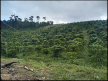 Chính chủ cần bán đất đang trồng cà phê giá 700tr