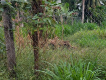 Ra gấp 1 nền cực đẹp 537m2(50 thổ)Sơn Phú, lộ 3m