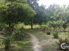 Bán rẻ 2165m2 đất bờ biển đảo Hòn Sơn, liền kề cẩu cảng Bãi Bấc