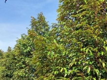 BÁN 100M ĐƯỜNG DẦU LIÊN XÃ. Lên được thổ cư