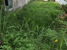 Bán đất Phú Quới,  Long Hồ , Vĩnh Long  Đường lộ nhựa 2,5m,