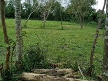 Hơn 4000m2 ( 200m2 đất ở) vườn Đức Lân, Mộ Đức cần đổi chủ mới