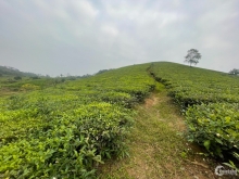 Bán mảnh đất Mộc Châu thích hợp làm nghỉ dưỡng view chè xuất sắc