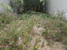 Nền Phường 9: Hẻm 53 Phạm Hùng, quẹo vào 200 mét tới nền