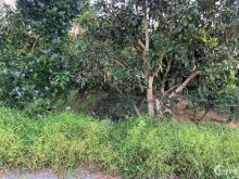 đất CLN phường Tân Hoà, giá lại siêu rẽ chỉ có 1 tỷ 700triệu