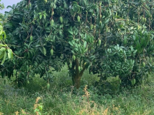 Hàng ngộp cần bán gấp 1xào vườn Xoài Shr 15m Mt