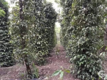 Cần bán gấp miếng đất chính chủ