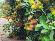 Với DT 1000m2 nhiều cây ăn trái, đủ để xây dựng 1 căn nhà nghỉ dưỡng thơ mộng