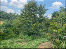 thế đất triền bằng và đặc biệt là giáp suối lớn và có 400m thổ cư