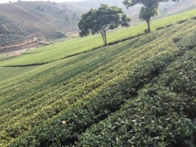 ĐẤT SÀO ĐẦU TƯ VÀ NGHỈ DƯỠNG - VIÊN KIM CƯƠNG SÁNG TẠI BẢO LỘC