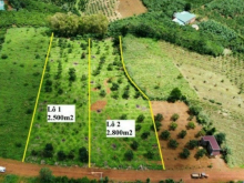 BÁN ĐẤT VƯỜN CÓ SẴN CÂY TRÁI Hiện tại đất nông nghiệp. Sẵn Bơ, Sầu Riêng, .