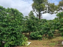 Thế đất bằng phẳng.view đẹp thoáng mát Giá đầu tư rẻ nhất chỉ 580tr/sào (có thươ