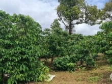 Thế đất bằng phẳng.view đẹp thoáng mát Giá đầu tư rẻ nhất chỉ 580tr/sào (có thươ