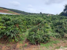 E – Chính chủ cần bán gấp mảnh vườn 4.100m2 giá chỉ 1,6 tỷ bao sổ tại Bảo Lộc