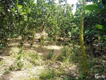 Cần bán gấp thửa đất thuộc ấp Hậu Quới, xã Hậu Mỹ Bắc B, Cái Bè, Tiền Giang