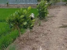 Bán 24 công đất ruộng ấp Mỹ Trinh B, xã Hậu Mỹ Trinh,Cái Bè, Tiền Giang