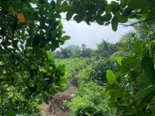 Bán đất vườn mặt tiền đường bê tông ấp Mỹ Trinh A, xã Hậu Mỹ Trinh, Cái Bè