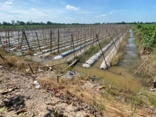 Bán 7 công đất tại ấp Mỹ Chánh 5, xã Hậu Mỹ Bắc A, Cái Bè