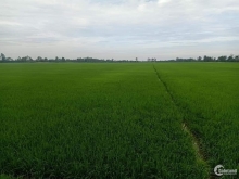Bán đất ruộng ấp Mỹ Chánh 4, xã Hậu Mỹ Bắc A,Cái Bè, Tiền Giang