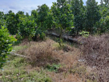 Cần bán 7 công đất trồng mít 2 năm tại xã Hậu Mỹ Bắc B, Cái Bè