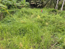 Cần tiền bán gấp  đất đường Lộ Gòn 3,5m, An Hiệp, Đông Hoà Hiệp Cái Bè