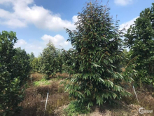 Bán đất vườn hiện đang trồng mít,ổi 400 triệu 1 công  Thiện Trung, Cái Bè