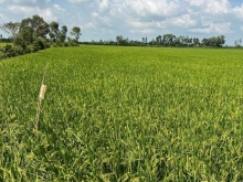 45 công lúa có 2 công sầu riêng thuộc xã Mỹ Lợi  huyện Cái Bè cần bán gấp