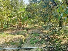 Chính chủ cần bán 5.446m2 luôn đường đi 70m - sổ riêng Cai Lậy