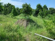 Bà chị cần cho thuê vườn rộng 4.260m2 Ấp Bình đức, xã bình phú, Cai Lậy