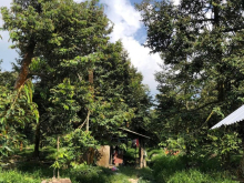 Bán đất vườn sầu riêng cập dòng sông Tiền mát mẻ , Ngũ Hiệp, Cai Lậy