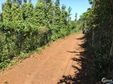 ĐẤT SÀO ĐÁ BẠC 2000M2 -GIÁ CỰC TỐT