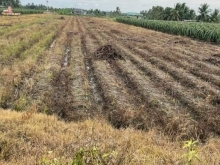 Cần bán đất chính chủ 4600m2 mặt tiền nhựa xe tải vi vu tại Chợ Gạo